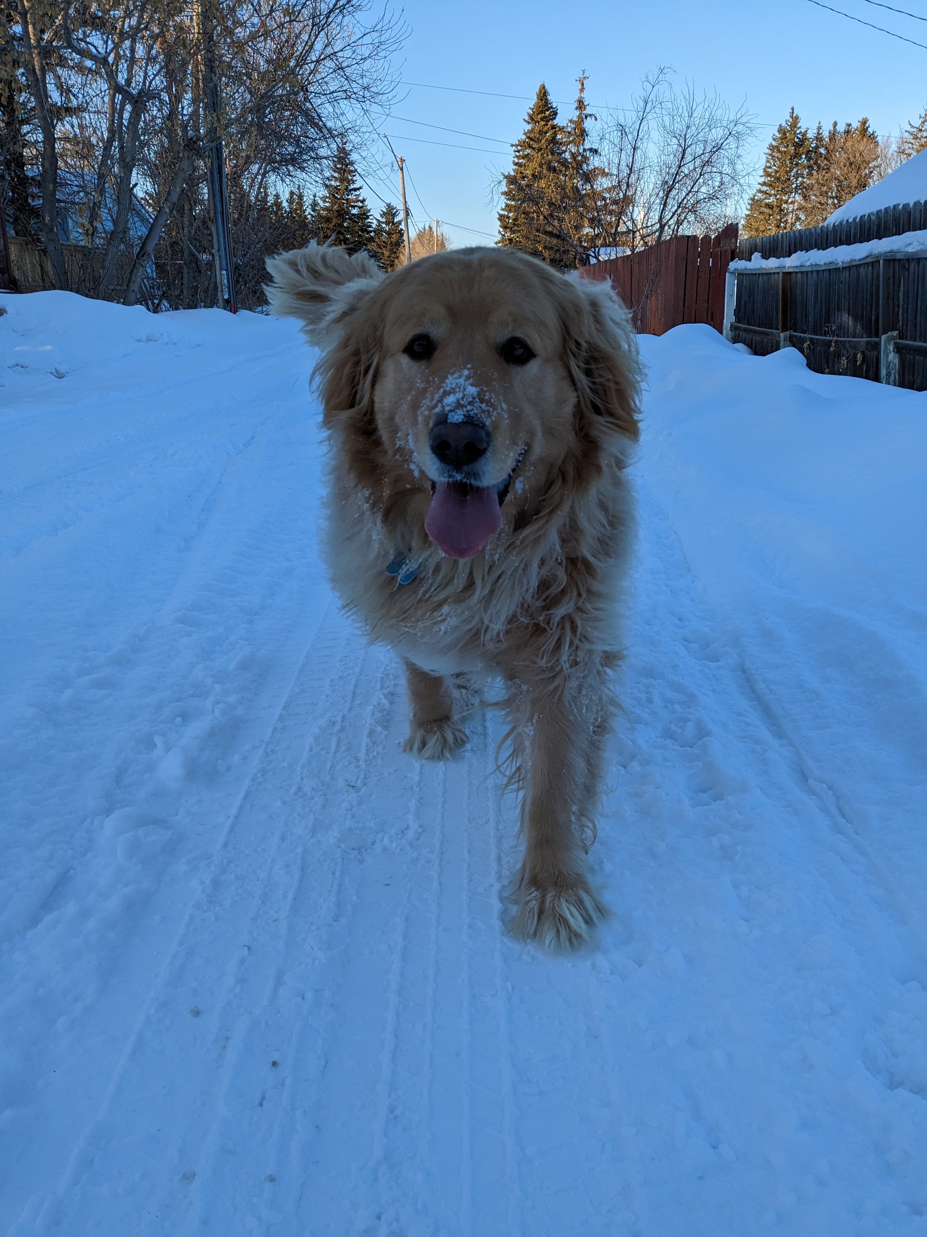 Ranger the golden retriever, co-star of the Spiggle Mouse book series