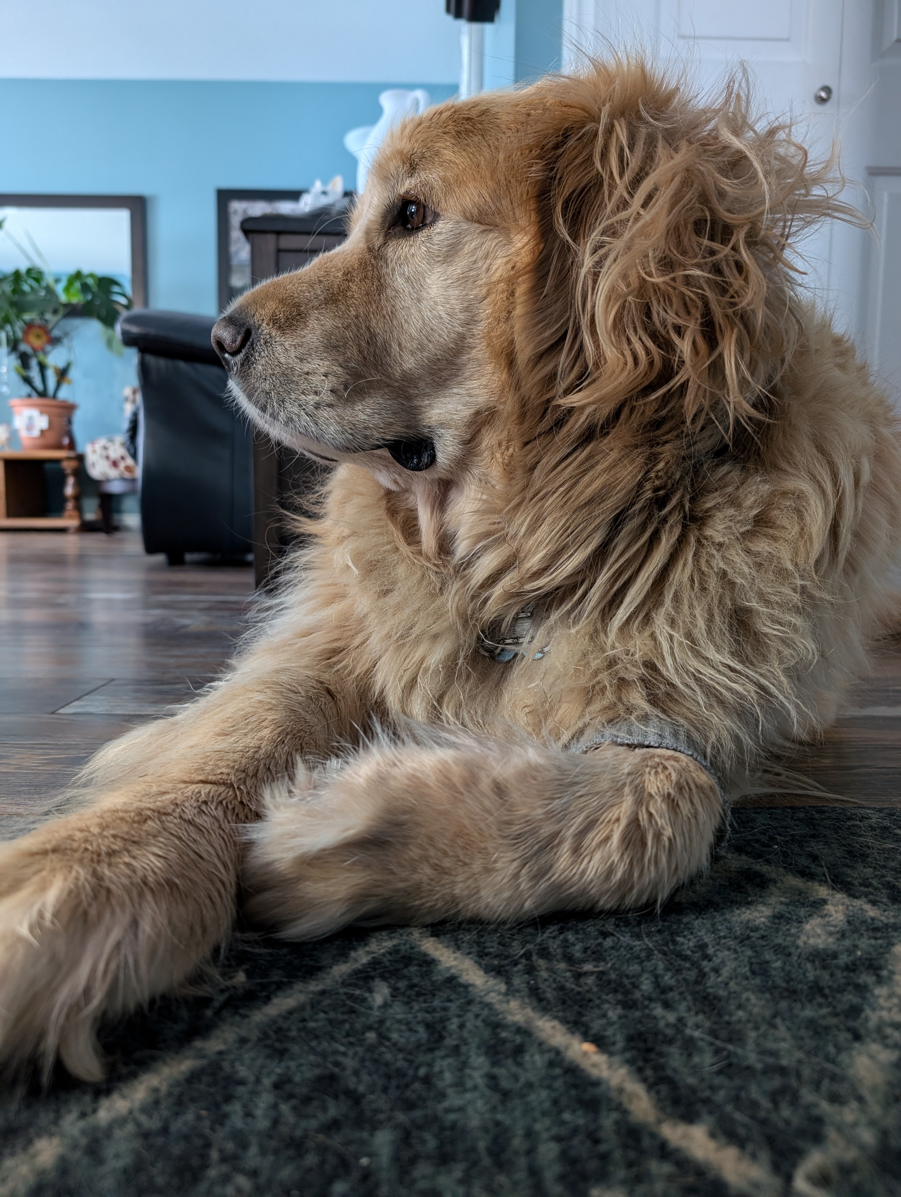 Ranger the golden retriever, the real-life inspiration behind the Spiggle Mouse book series